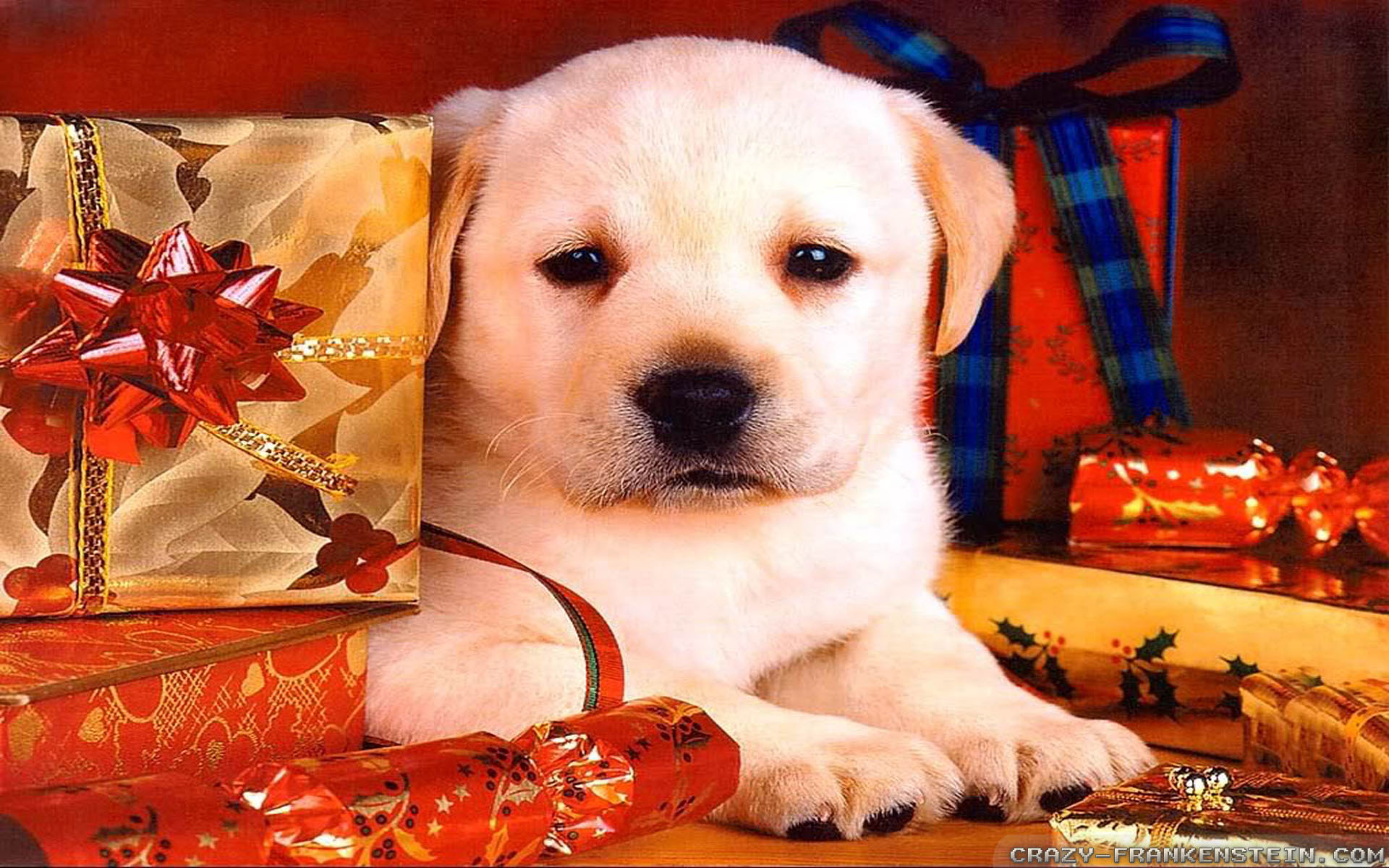 High Resolution Wallpaper Christmas Puppy - HD Wallpaper 