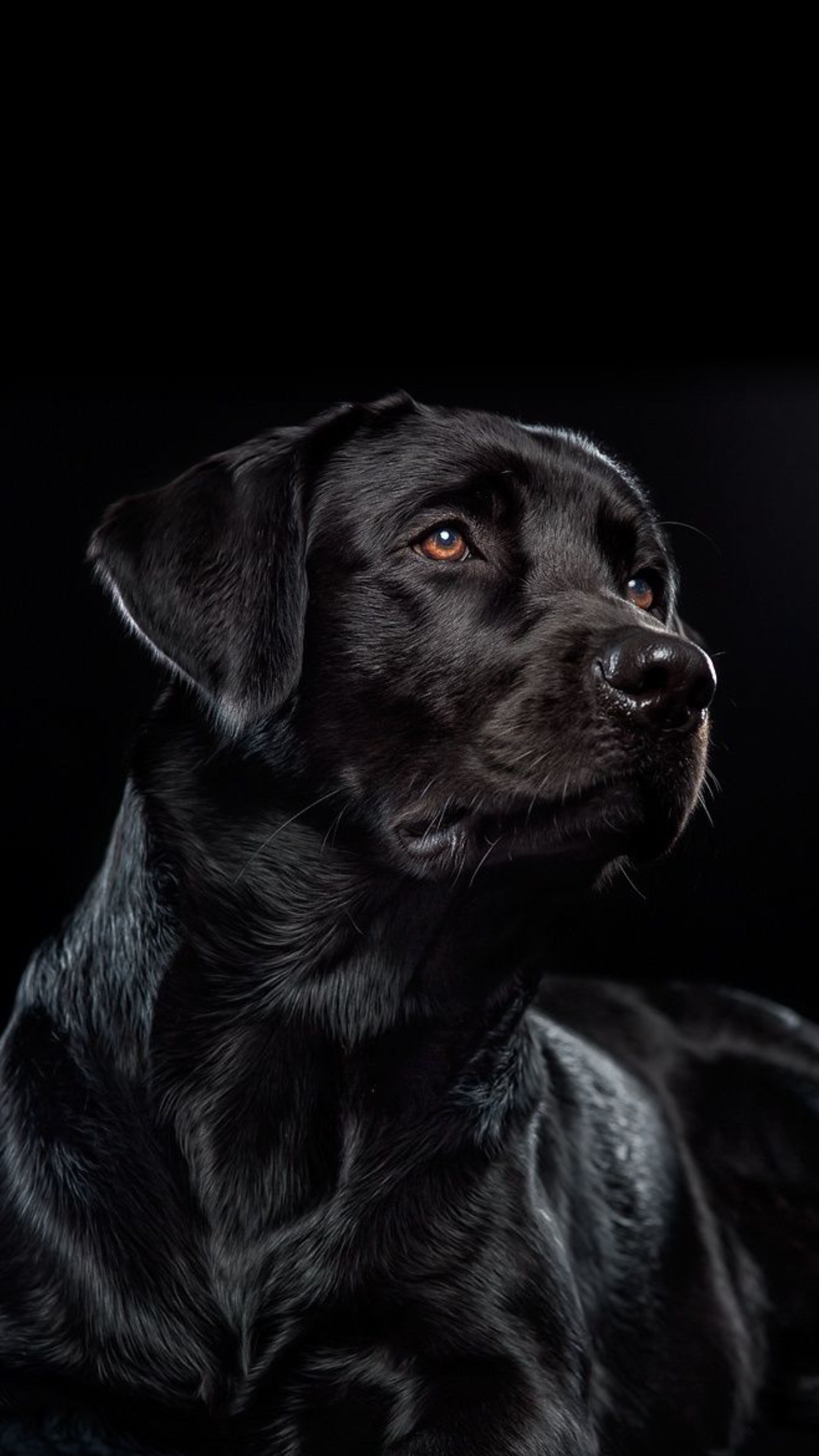 Imagen De Labrador Negro - HD Wallpaper 