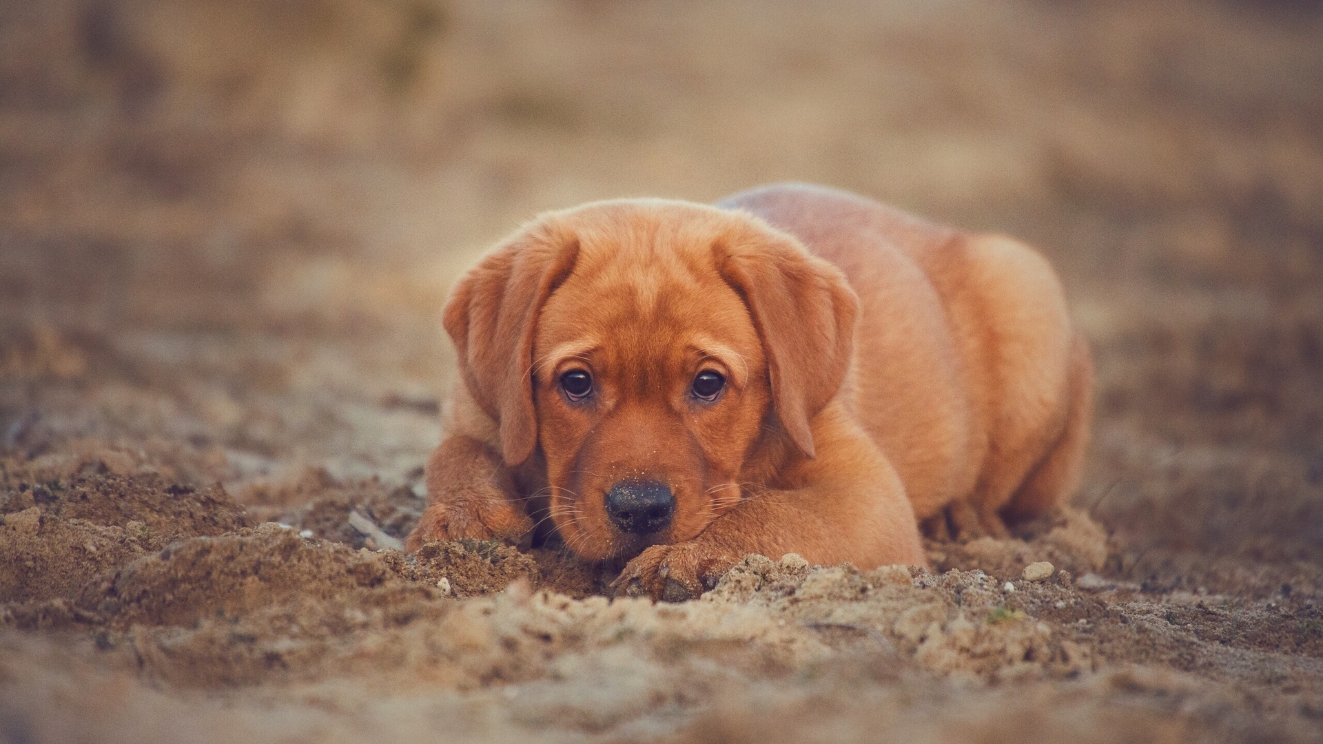 Wallpaper Retriever, Labrador, Dog, Puppy Dog Puppies Wallpaper Retriever, Labrador, Dog, Puppy Dog Puppies