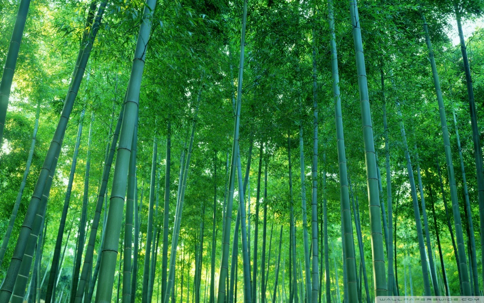 Hd Bamboo - HD Wallpaper 