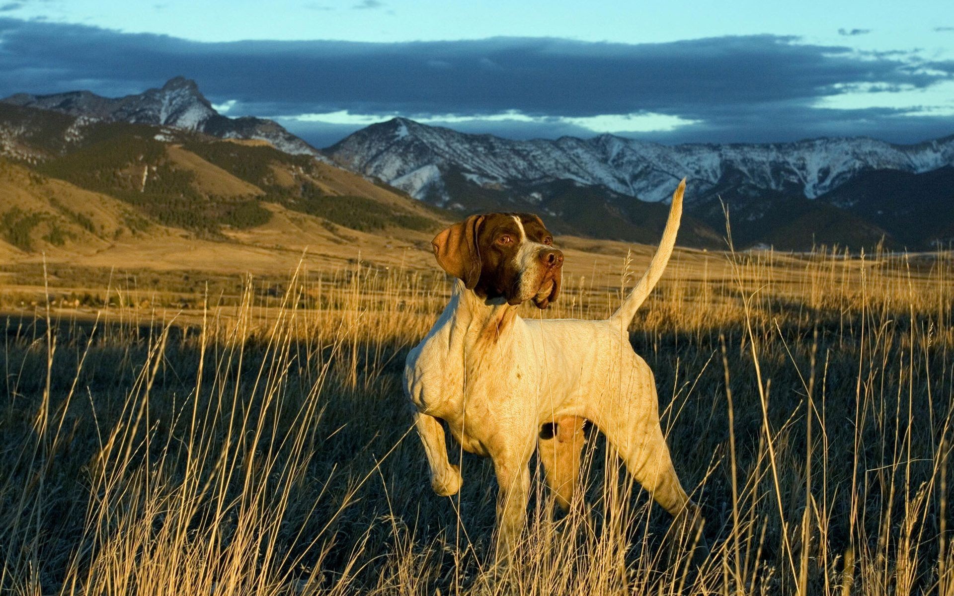 Hunting Dog Wallpaper Hd - HD Wallpaper 