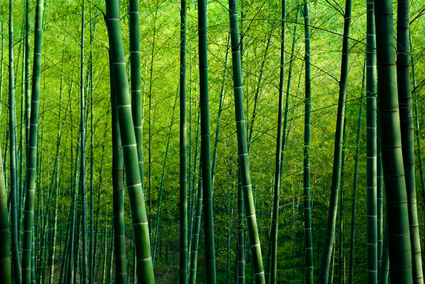 Green Bamboo Forest - Green Feng Shui - HD Wallpaper 