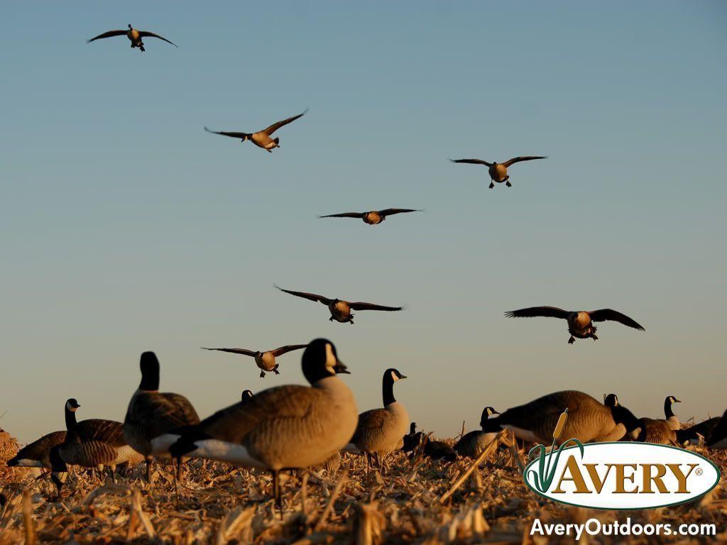 Goose Hunting - HD Wallpaper 