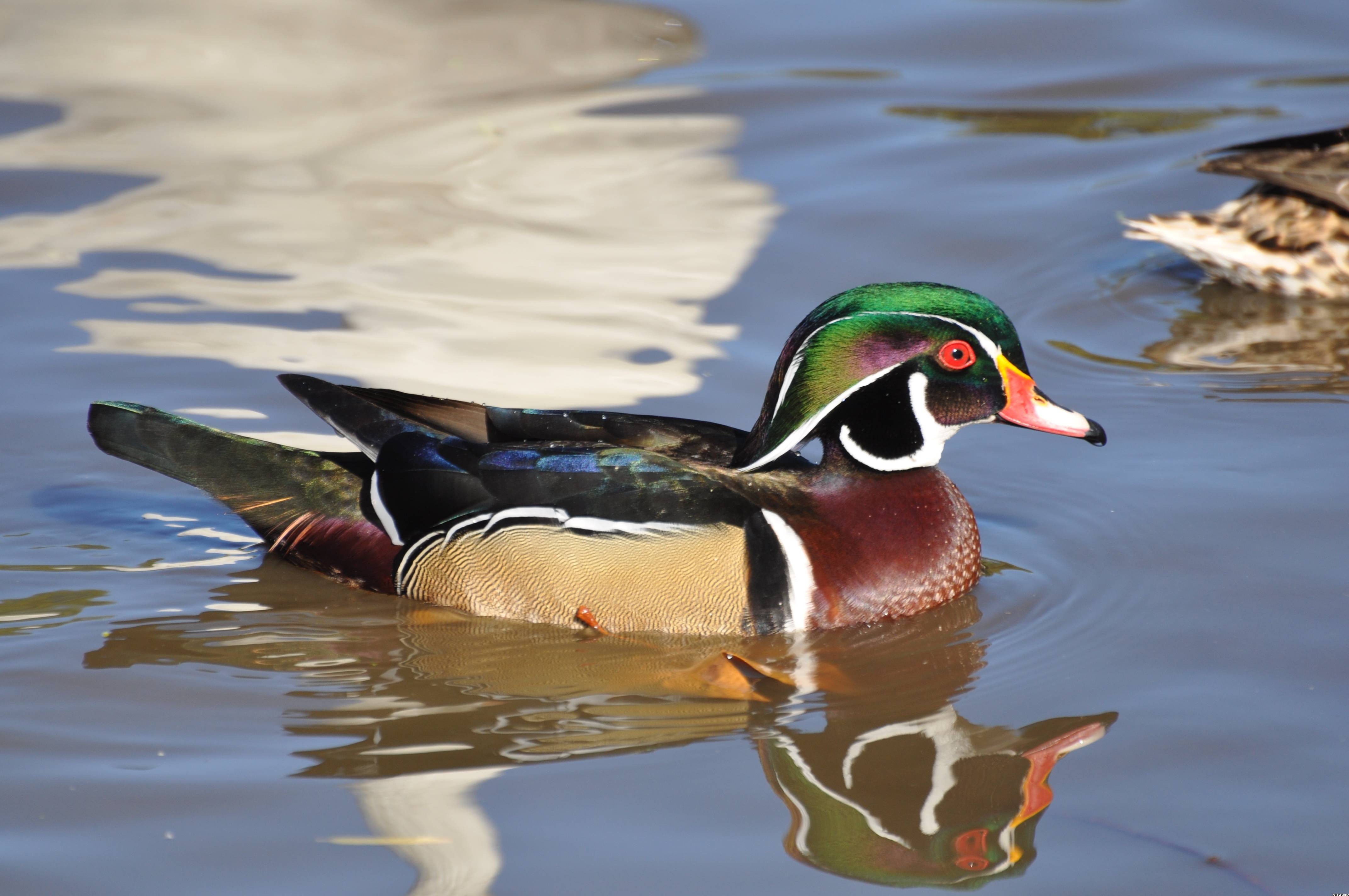 Duck Hunting 4k Hd - 4288x2848 Wallpaper Duck Hunting 4k Hd - 4288x2848 Wallpaper