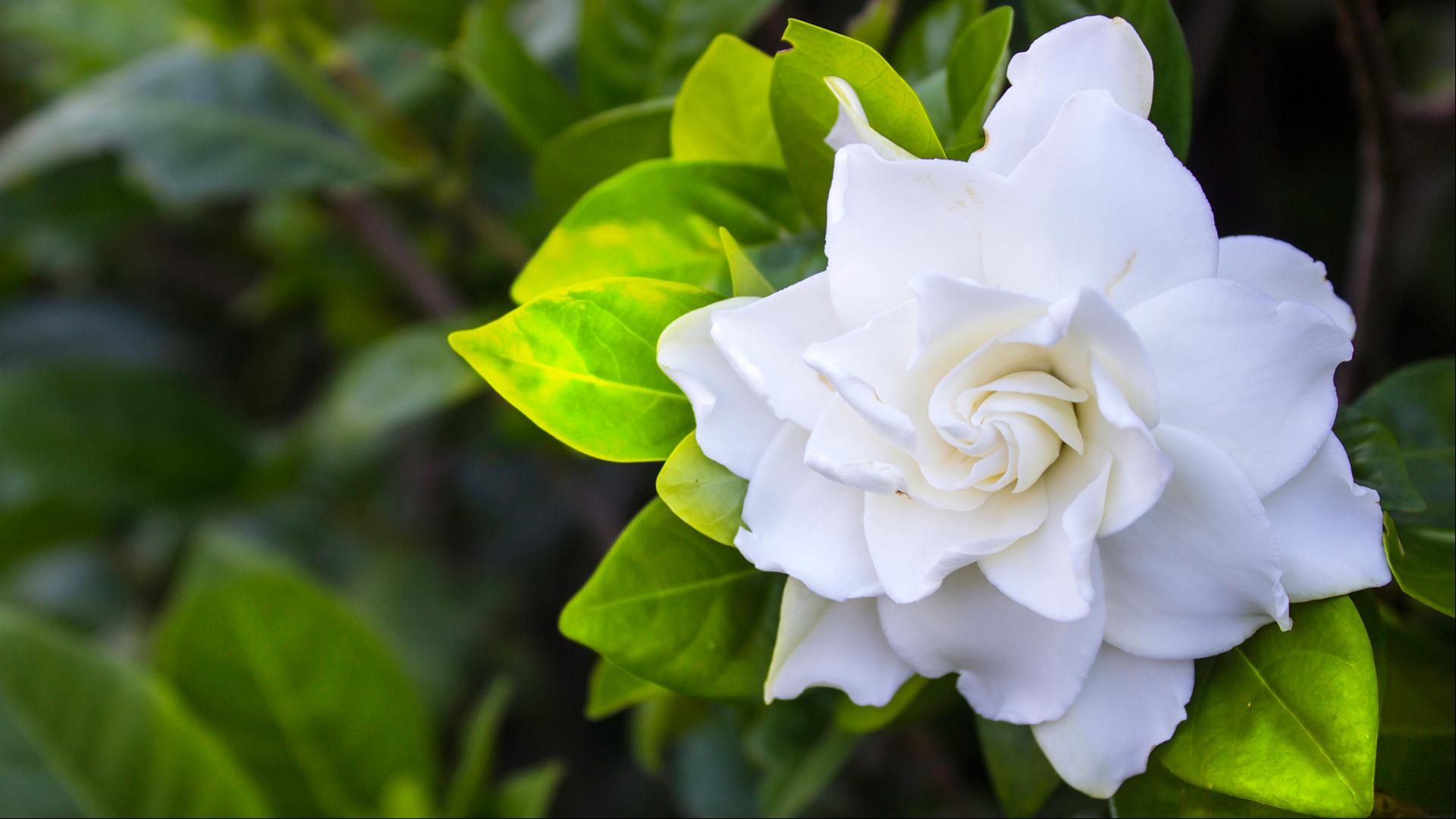 Gardenia Flower - HD Wallpaper 