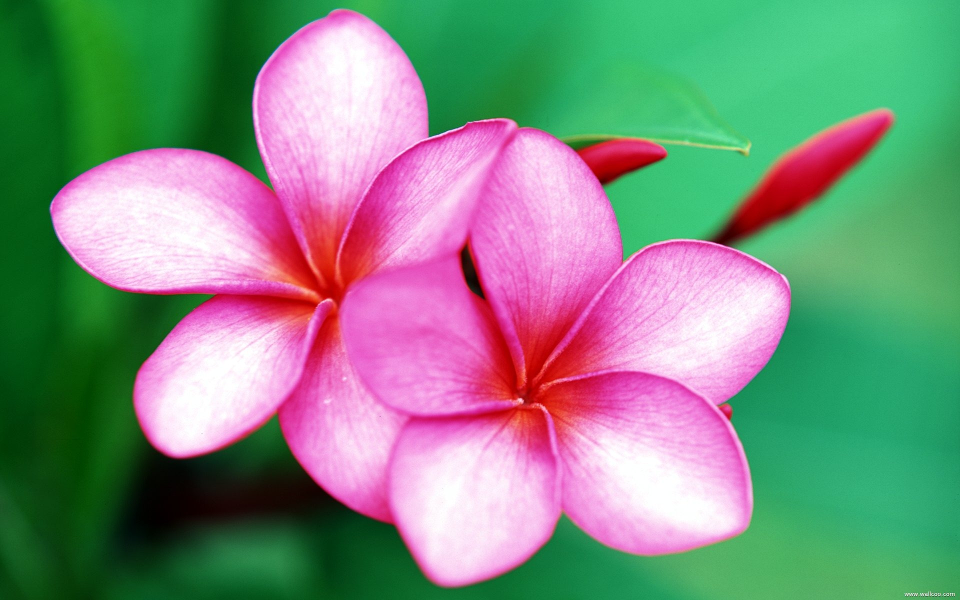 Mobile Show Me Price Pakistan - HD Wallpaper 