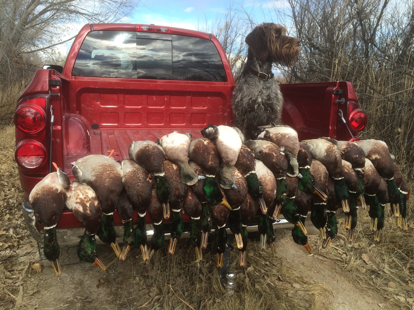 Labradoodle Bird Dog Hunting - HD Wallpaper 