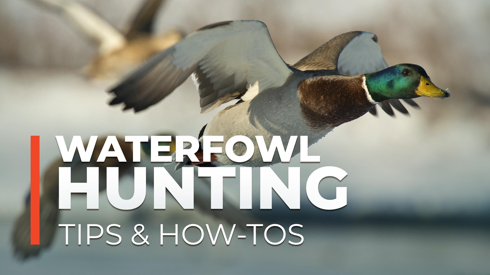 Mallard - HD Wallpaper 