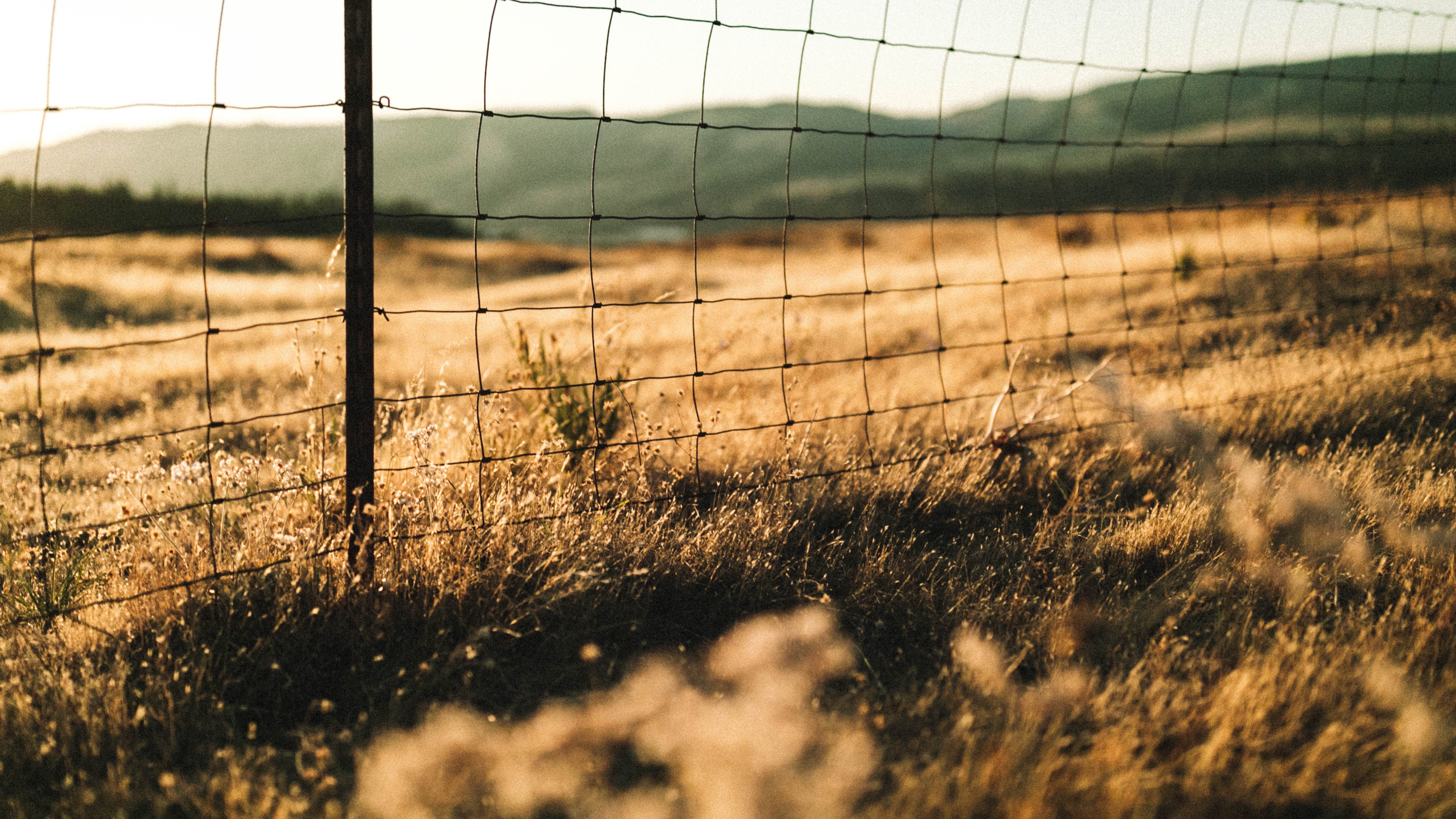 Grass - HD Wallpaper 