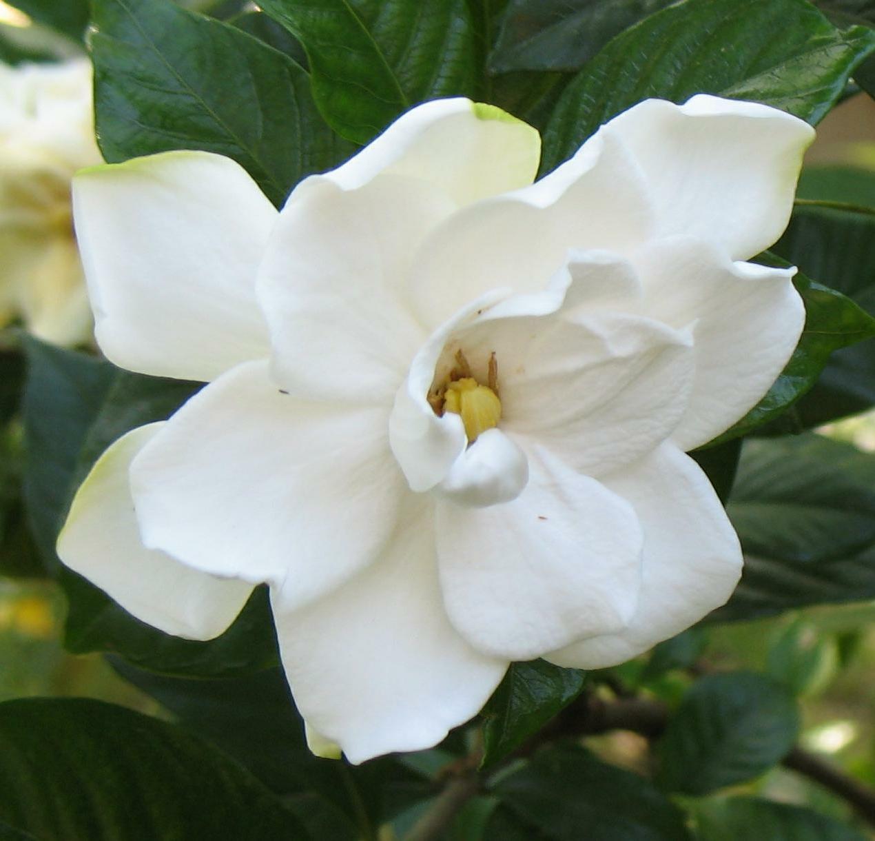 Gardenia - 1270x1220 Wallpaper - teahub.io