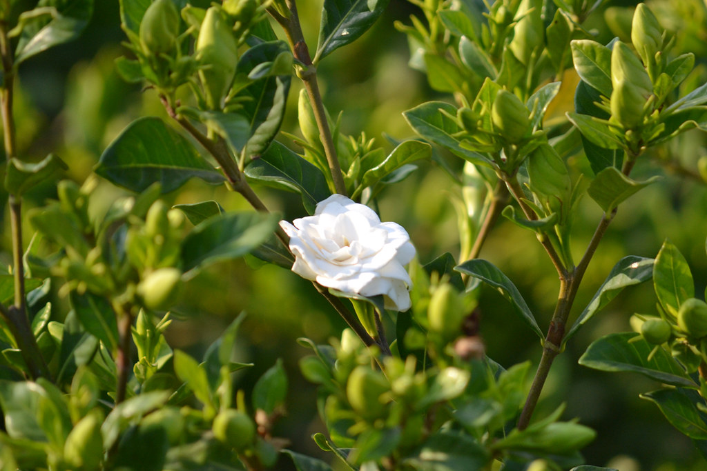 Manipur Flower Kabock Lei - HD Wallpaper 