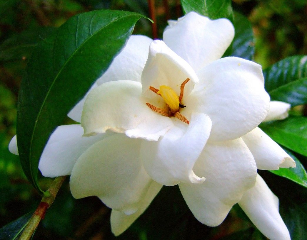 Gardenia Flower - HD Wallpaper 