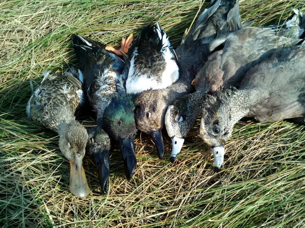 Mallard - HD Wallpaper 