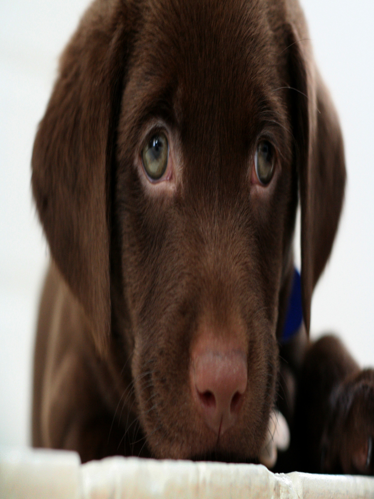 Puppy Dogs Chocolate Lab - HD Wallpaper 