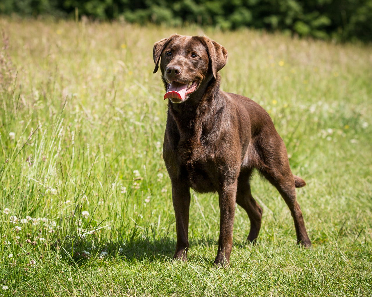 Labrador Retriever Chocolate Brown - HD Wallpaper 