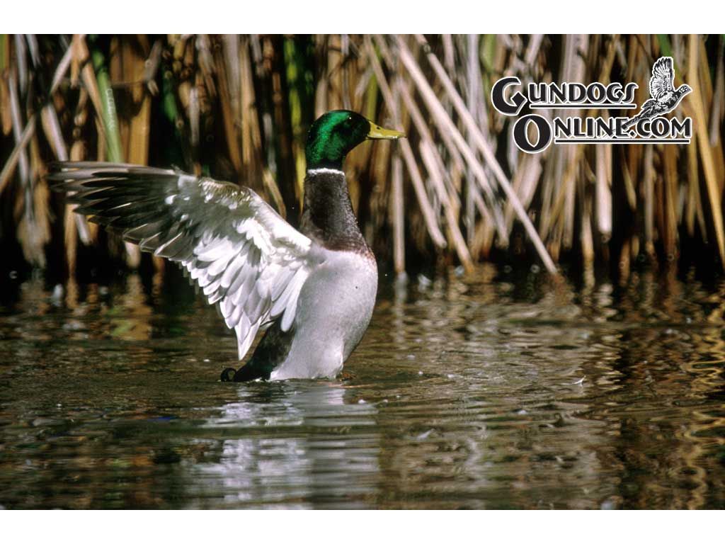 Drake Waterfowl - HD Wallpaper 