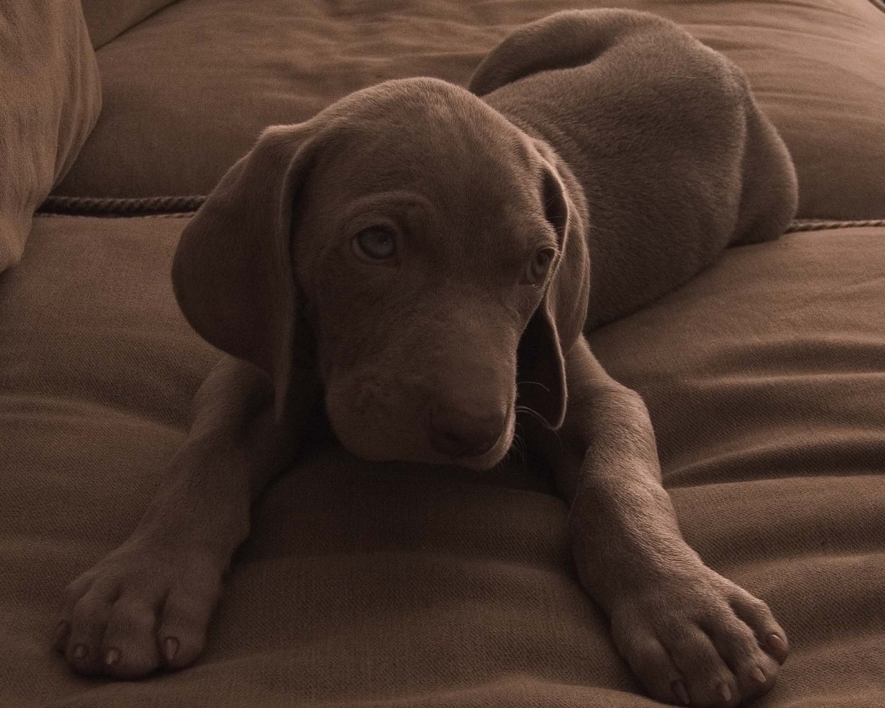 Labrador Retriever - HD Wallpaper 