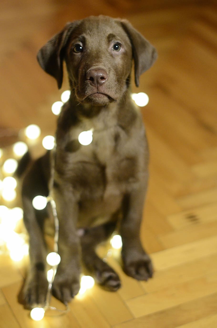 Chocolate, Labrador, Retriever, Puppy, Photography, - Labrador Retriever - HD Wallpaper 