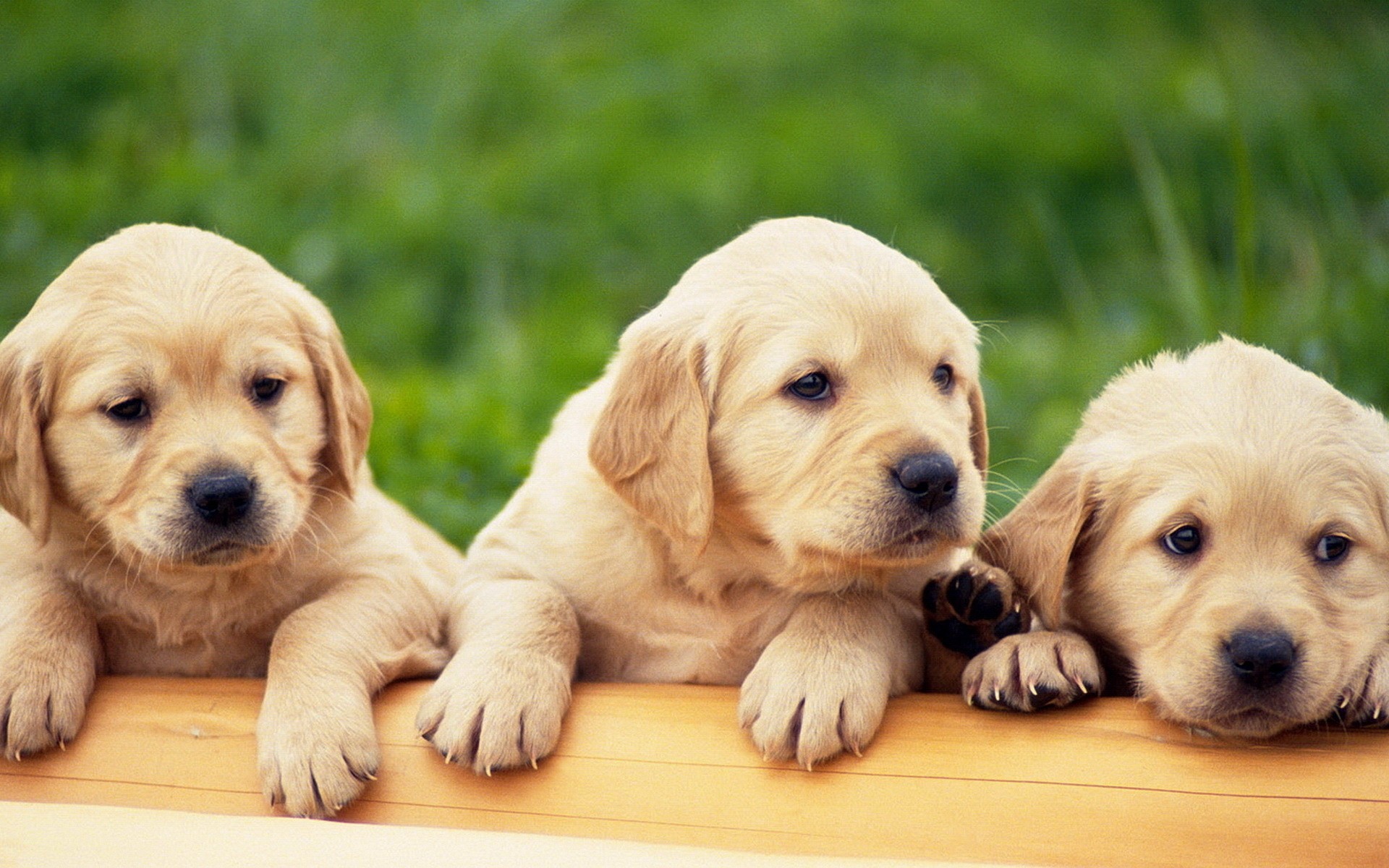 Yellow Lab Puppy 
 Data-src - Labrador Hd - HD Wallpaper 
