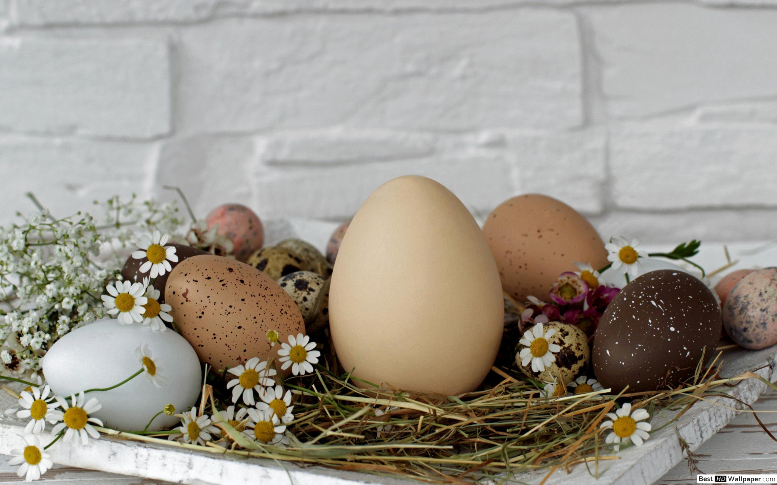 Fond D Ecran Oeufs De Paques - HD Wallpaper 