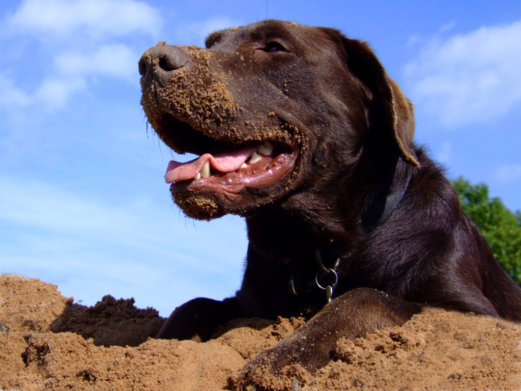 Chocolate Lab Pictures Wallpaper Px, - Chocolate Lab - HD Wallpaper 