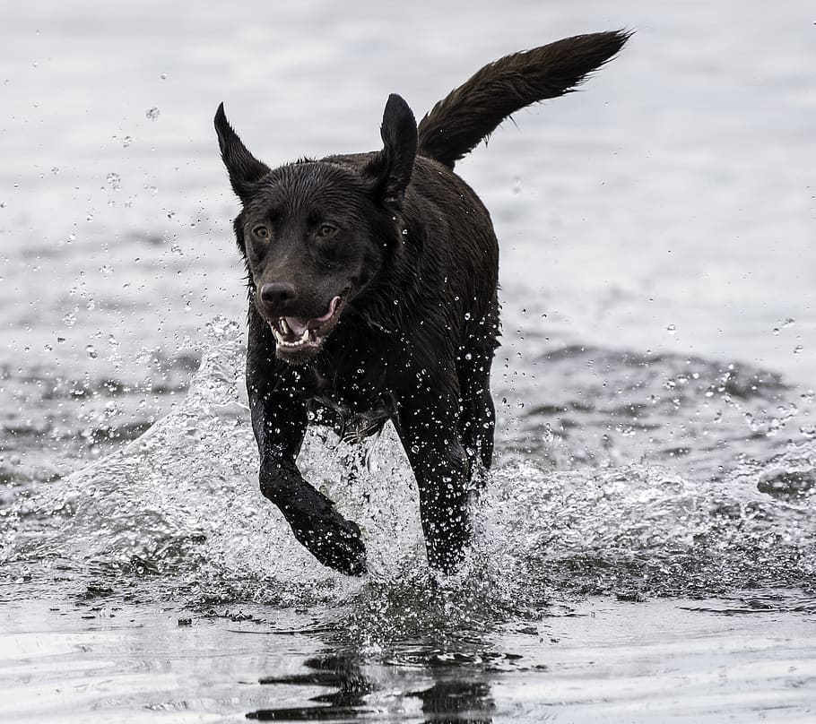 Dog, Running, Playing, Pet, Chocolate Lab, Labrador - Dog - HD Wallpaper 