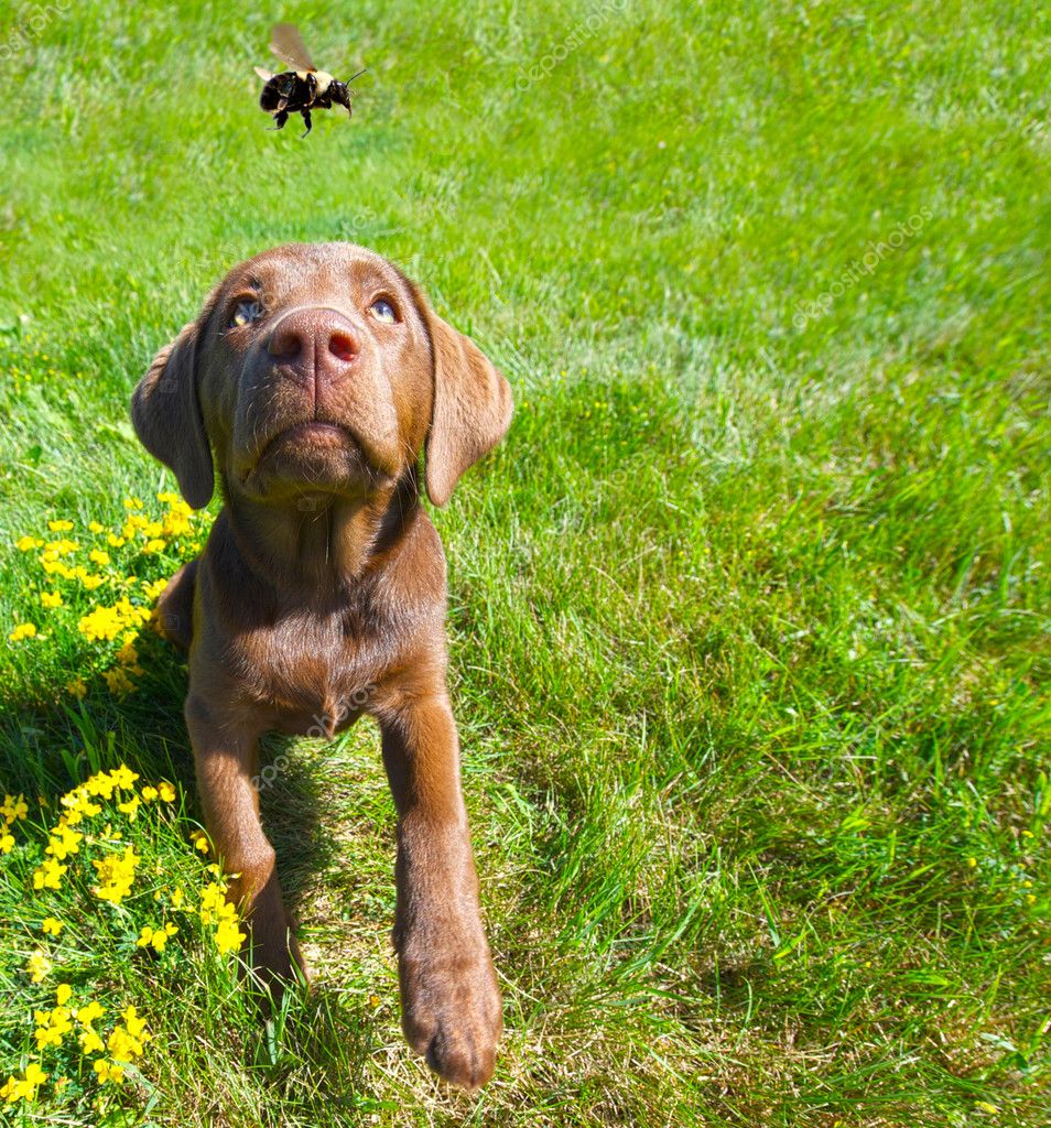 Dog And Bee - HD Wallpaper 
