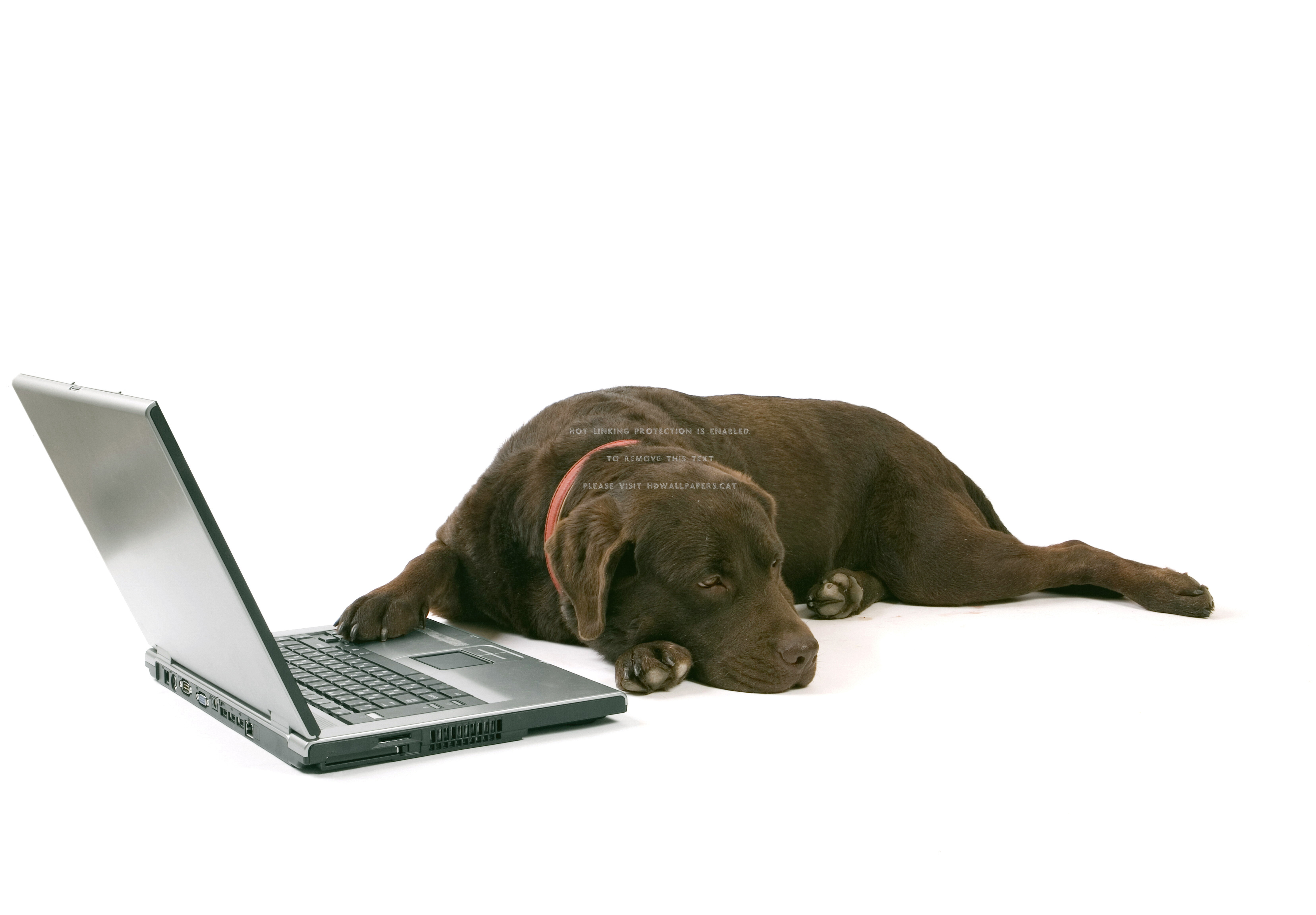 Chocolate Lab And Laptop Tetriever Dog - Laptop Dog Png - HD Wallpaper 