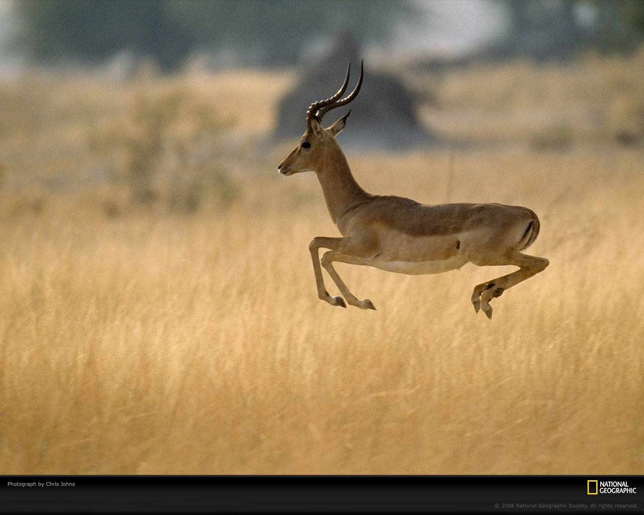 Free Impala Wallpaper Wallpapers Download - Animals Which Can Hop - HD Wallpaper 