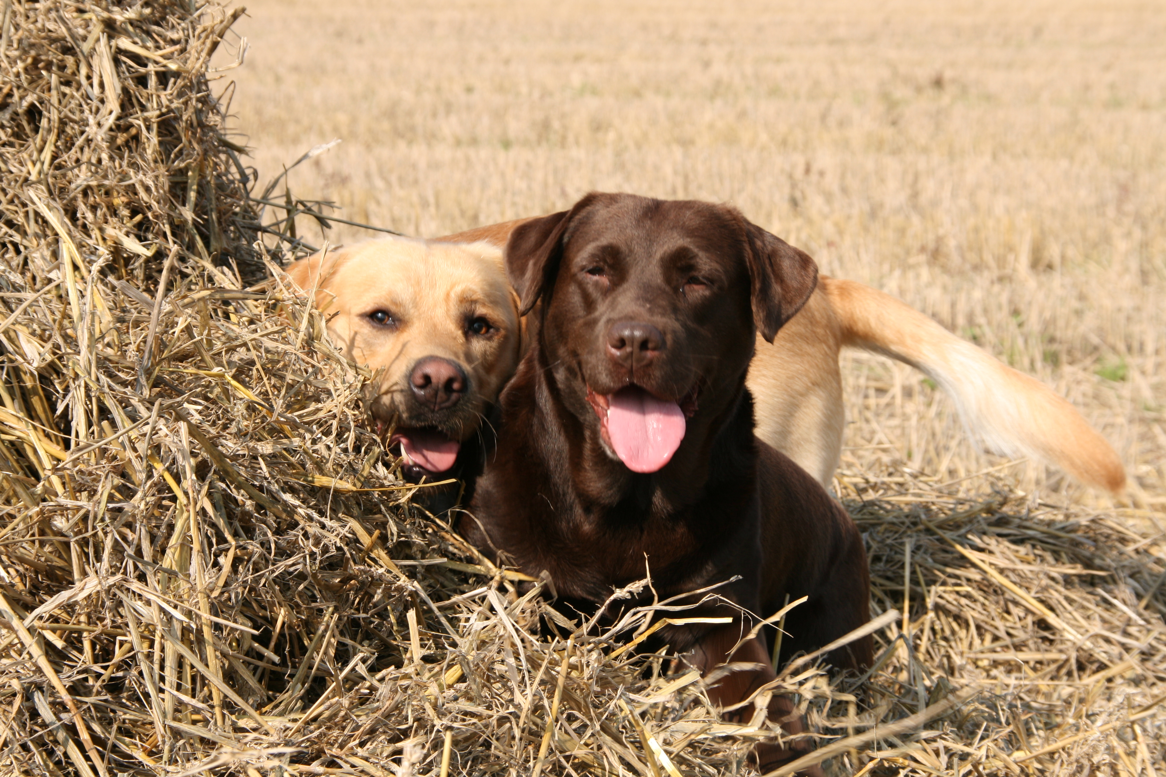 Chocolate And Yellow Lab - HD Wallpaper 