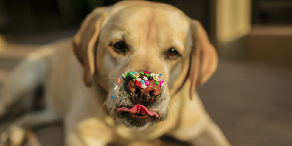 Labrador Retriever Backgrounds On Wallpapers Vista - Labs Always Hungry - HD Wallpaper 