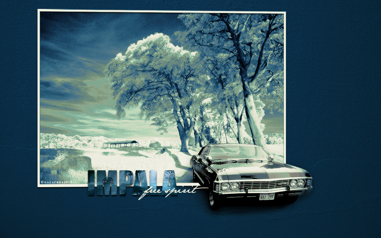 The Impala ♥ - Tree - HD Wallpaper 