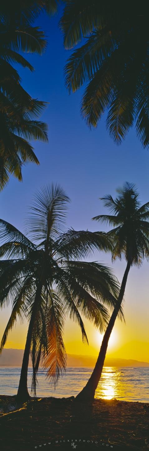 Photo Panorama Palm Tree Beach Sunset Dominican Republic - Dominican Republic Sunset Beach - HD Wallpaper 
