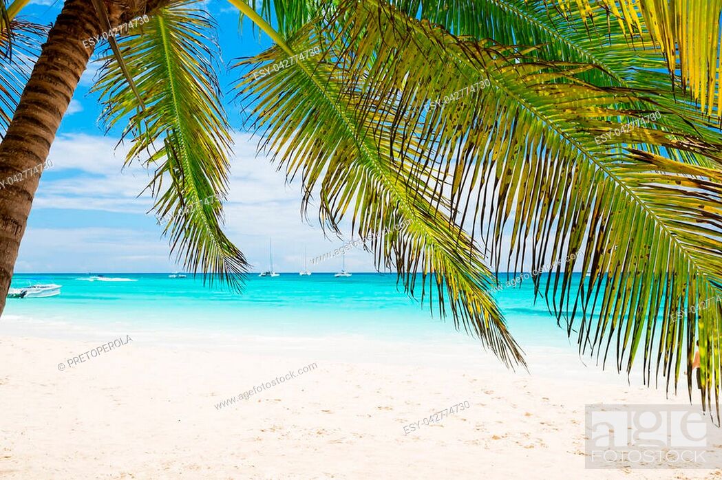 Coconut Palm Trees On White Sandy Beach In Punta Cana, - Praias Coqueiro Areia Branca - HD Wallpaper 