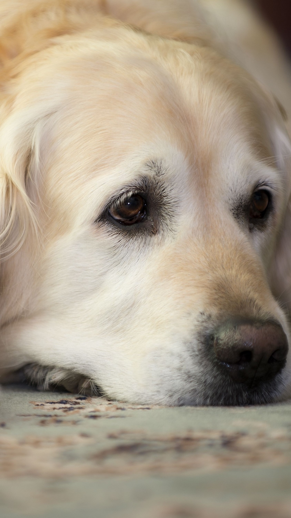 Wallpaper Golden Retriever, Dog, Muzzle, Lay, Sad, - Golden Retriever Labrador Iphone - HD Wallpaper 