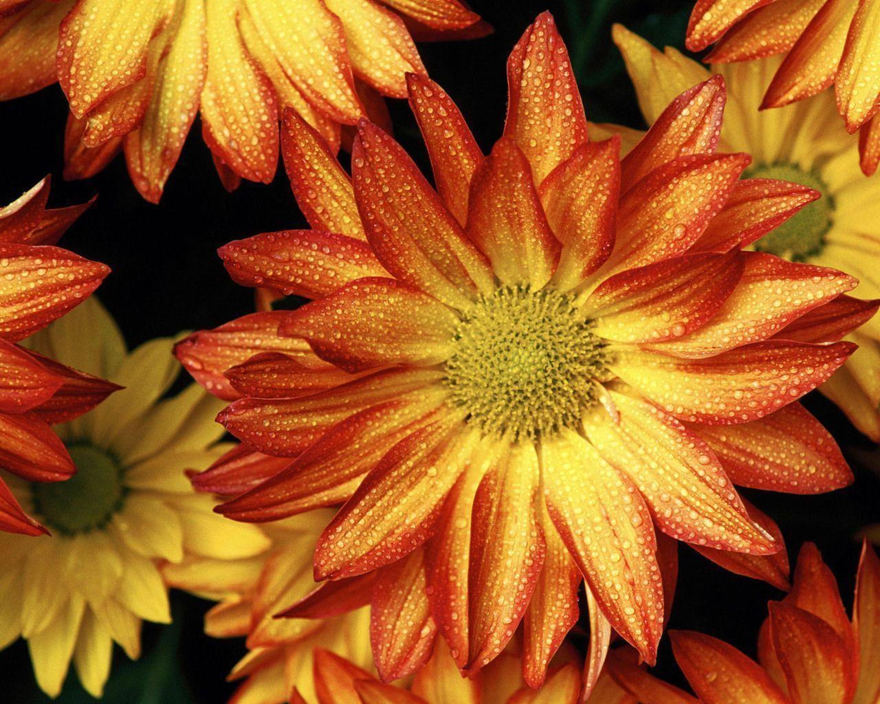 Fall Pictures With Scripture - HD Wallpaper 