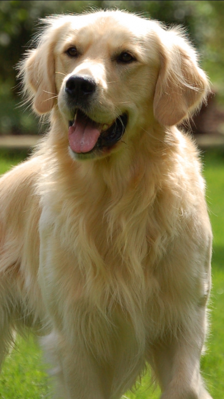 Golden Retriever Wallpaper Mobile - HD Wallpaper 