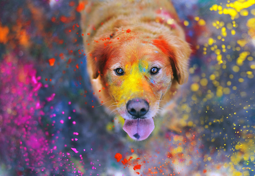 Dog Photography Chuppy Golden Retriever Jessica Trinh - Dog Playing With Paint - HD Wallpaper 