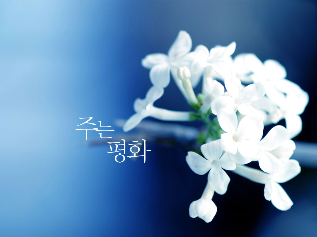Chinese Letters Wallpaper - 주는 평화 - HD Wallpaper 