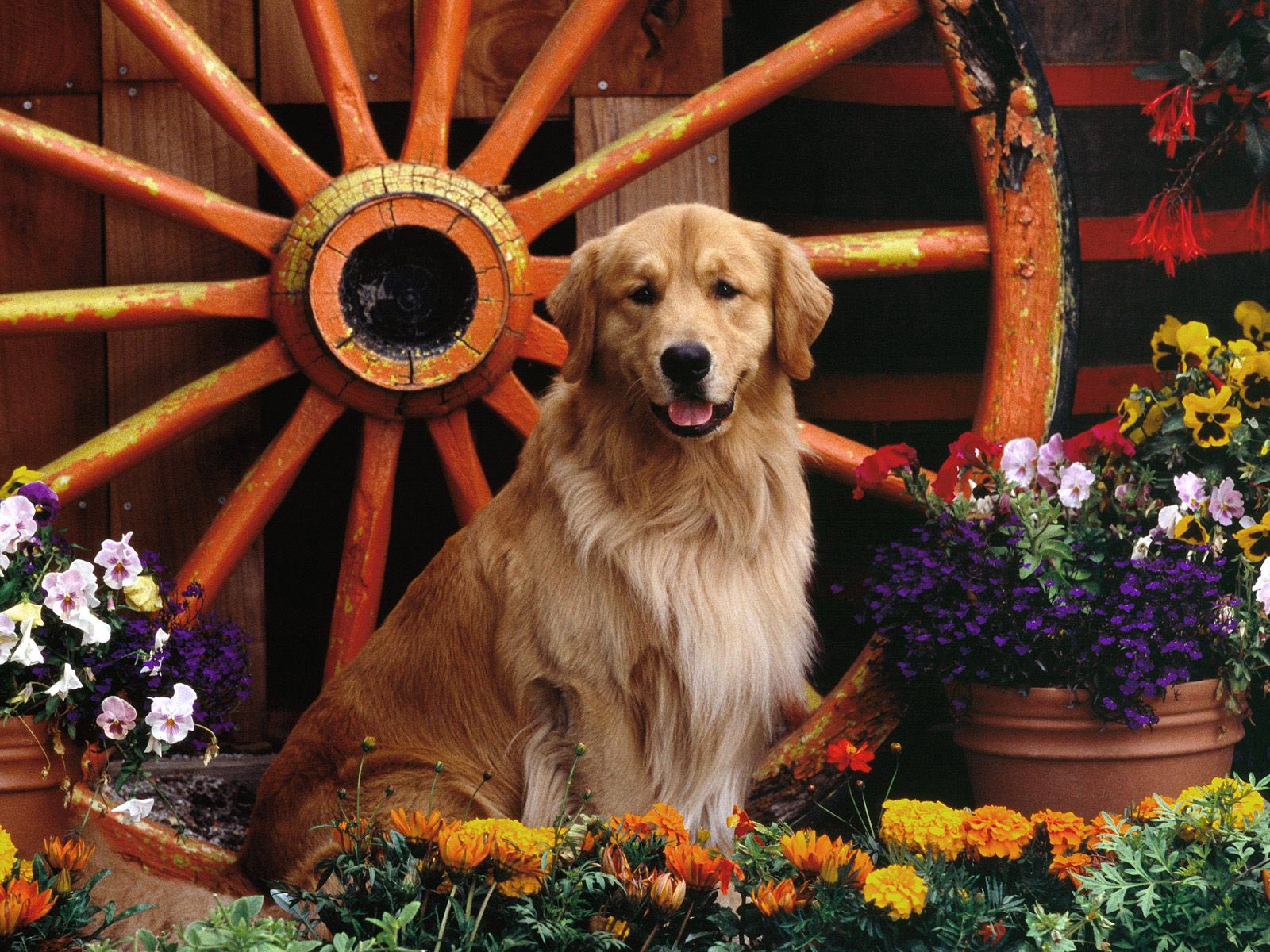 Download Golden Retriever Dogs Desktop Hd Wallpaper - Golden Retriever Puppy Hd - HD Wallpaper 