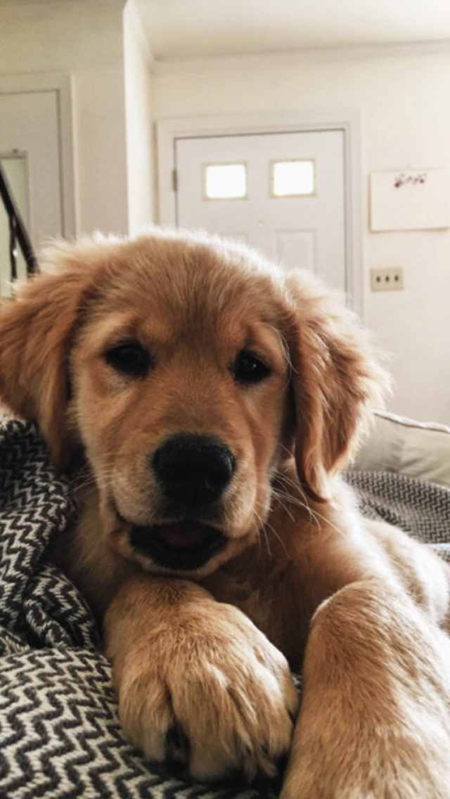 Golden Retriever - HD Wallpaper 