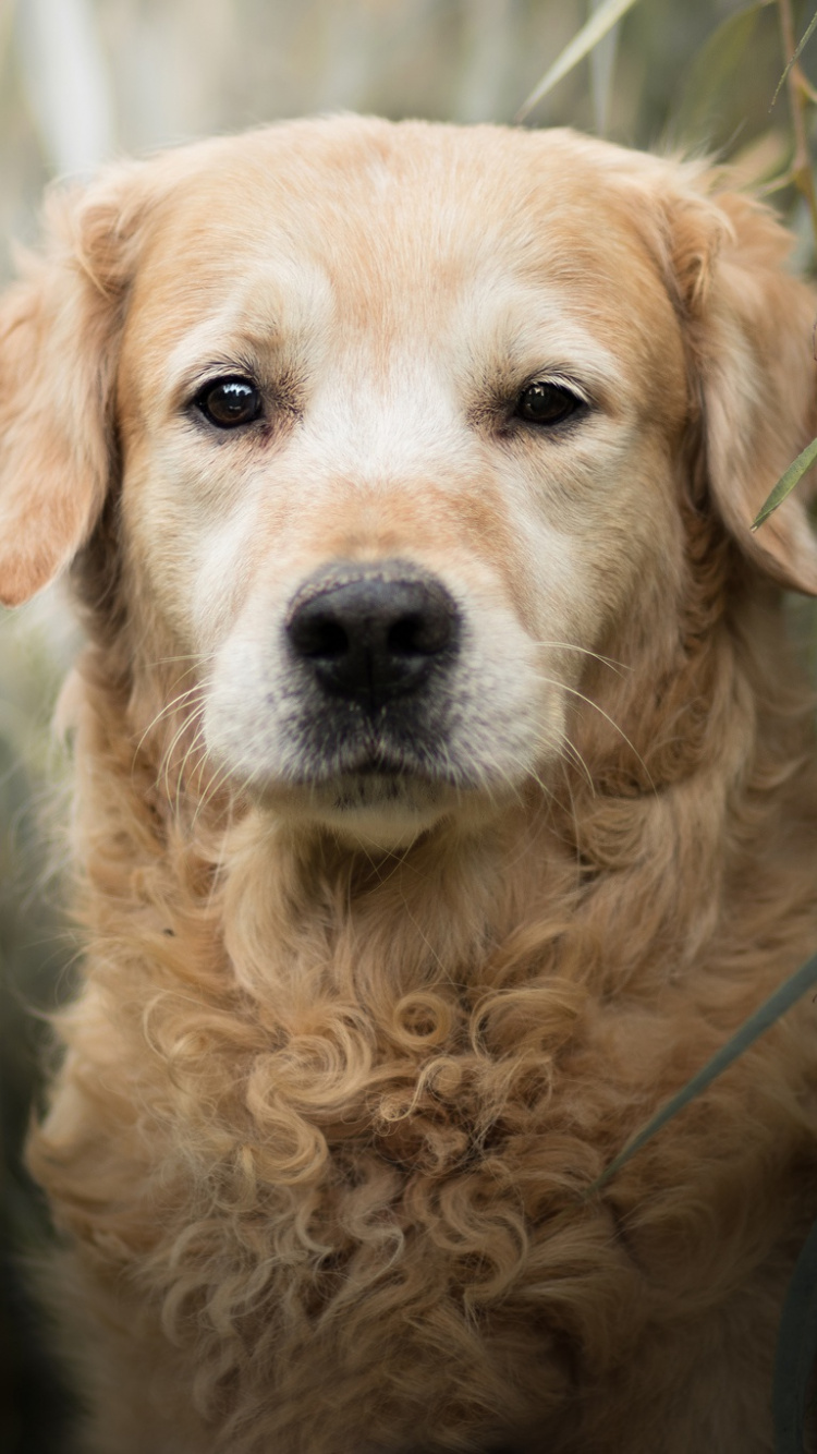 Golden Retriever Wallpaper Iphone - 750x1334 Wallpaper Golden Retriever Wallpaper Iphone - 750x1334 Wallpaper