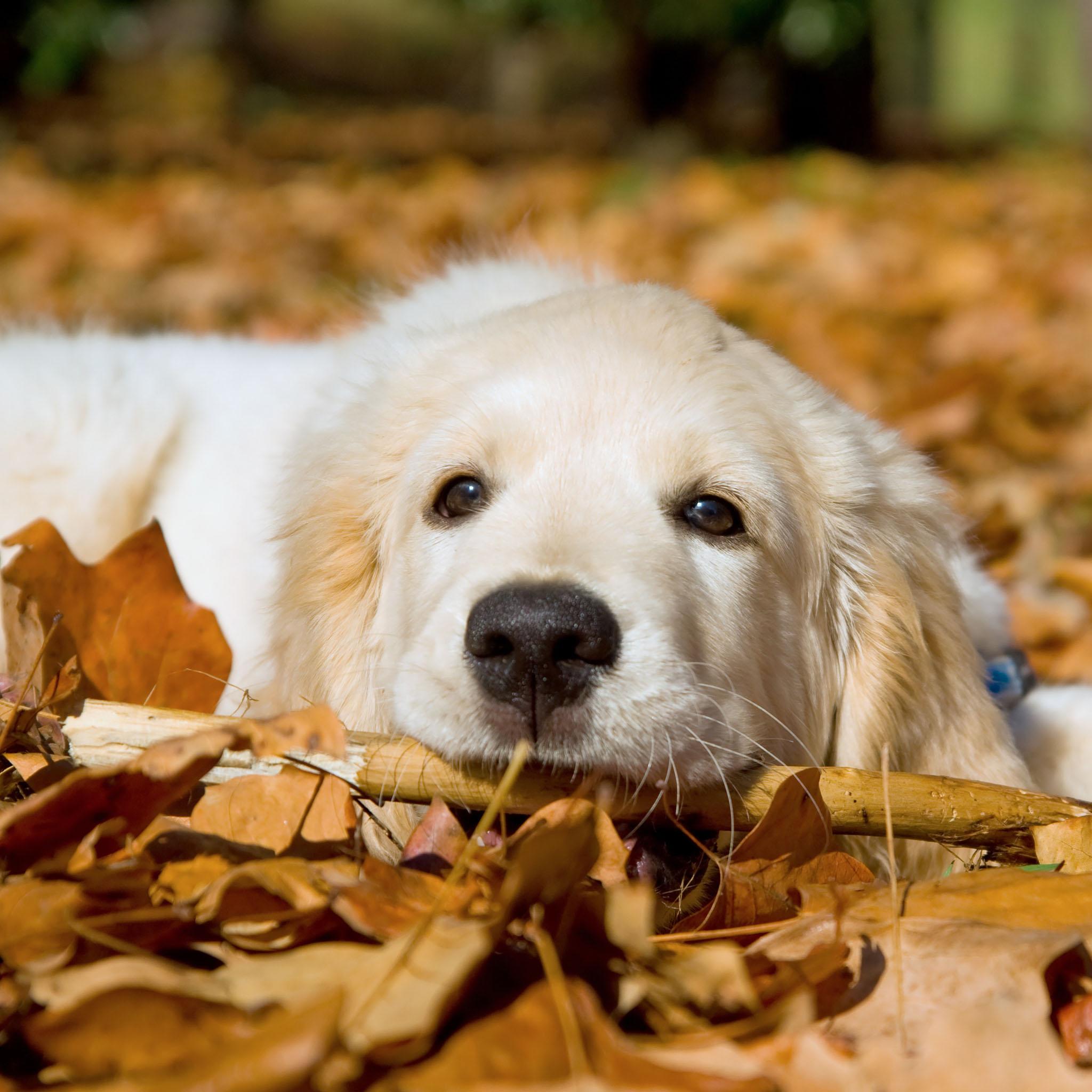 Spring Golden Retriever Wallpaper - Golden Retriever Wallpaper Hd Portrait - HD Wallpaper 