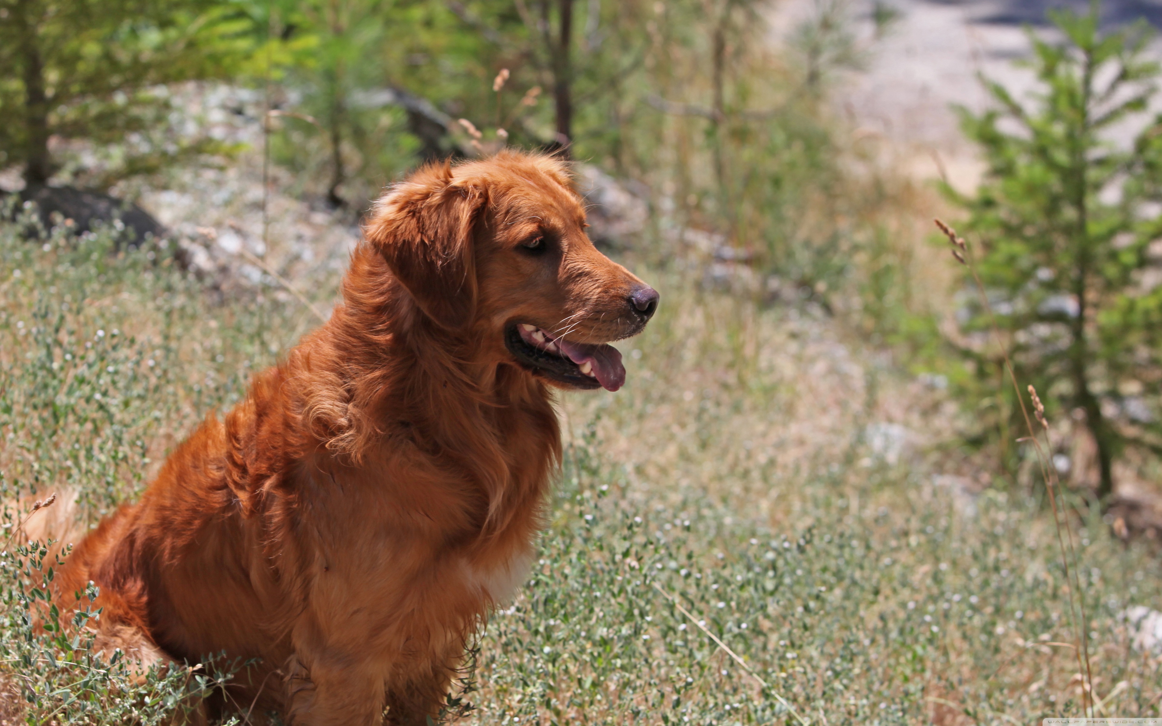 flat coated retriever red