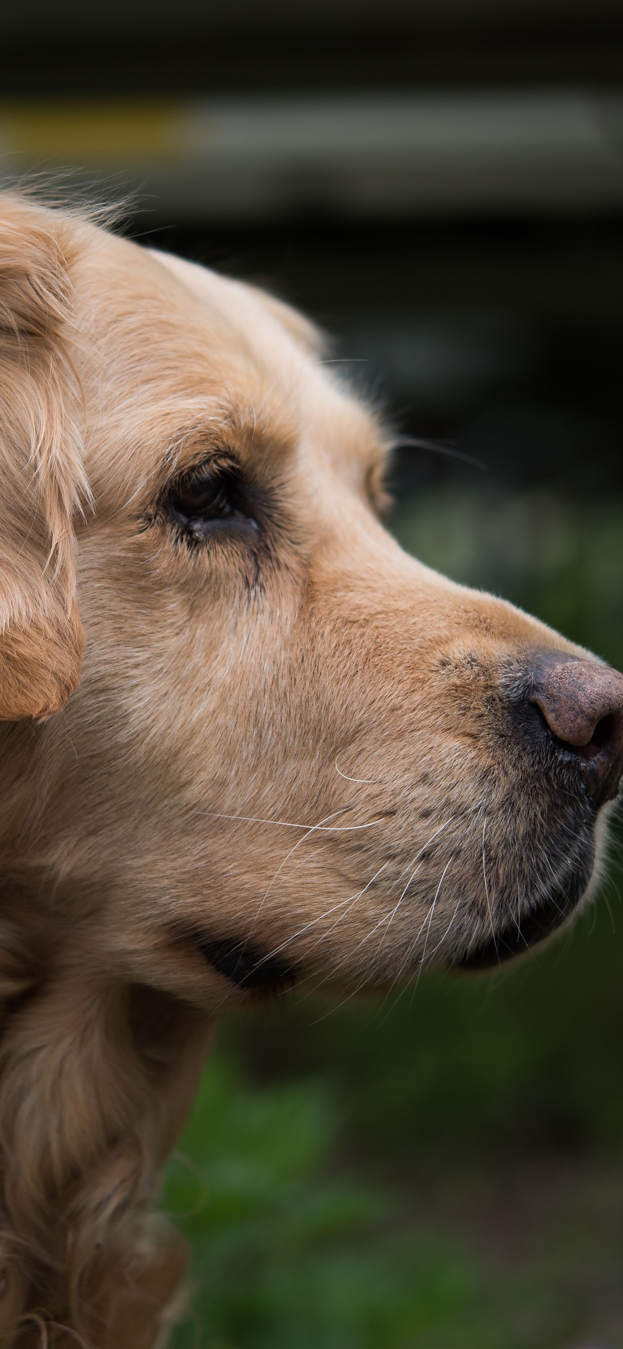 Iphone Wallpaper Golden Retriever, Side View, Head, - Iphone Xs Max Wallpapers Golden Retrievers - HD Wallpaper 