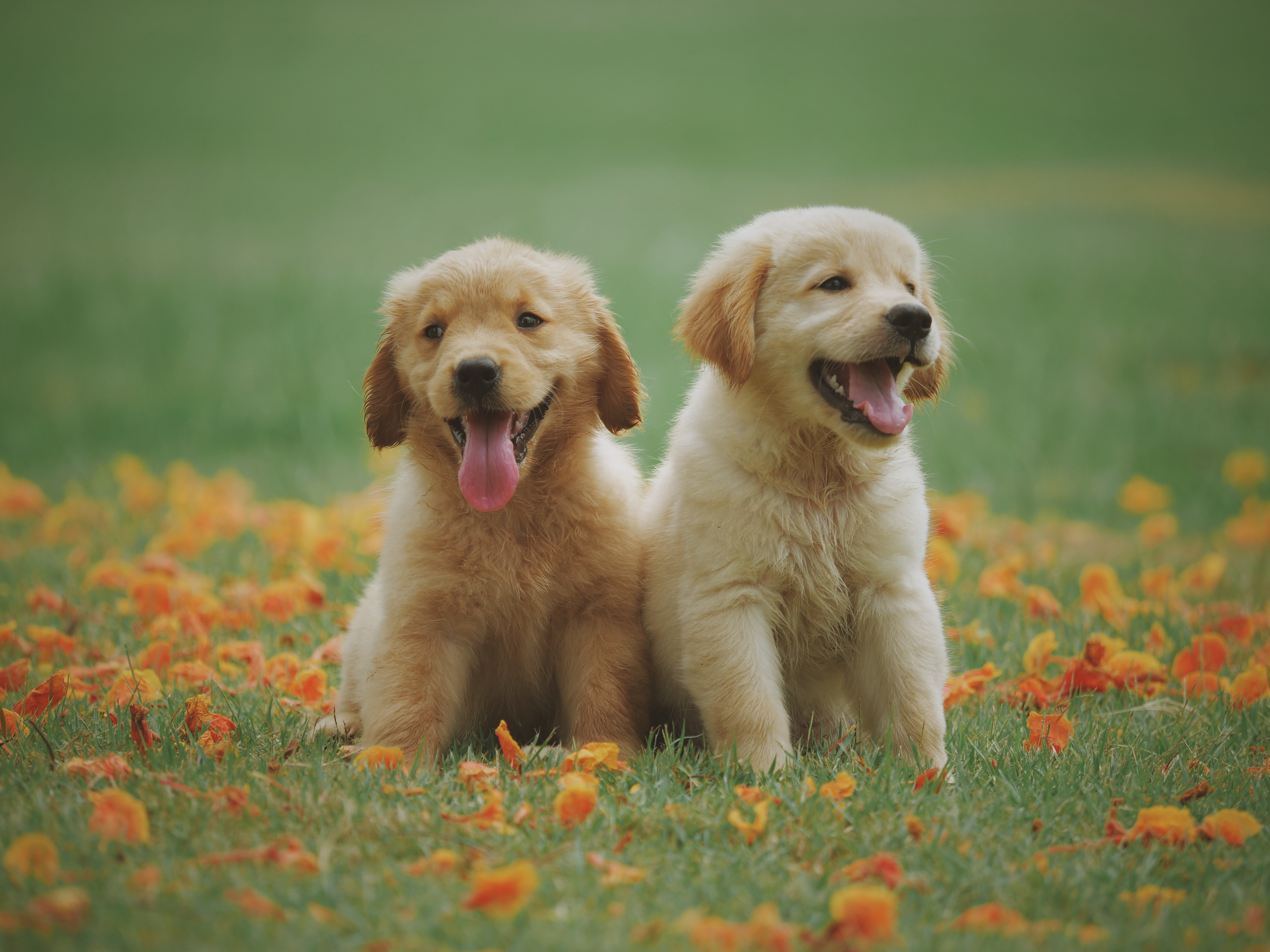 Golden Retriever Wallpaper Iphone - HD Wallpaper 