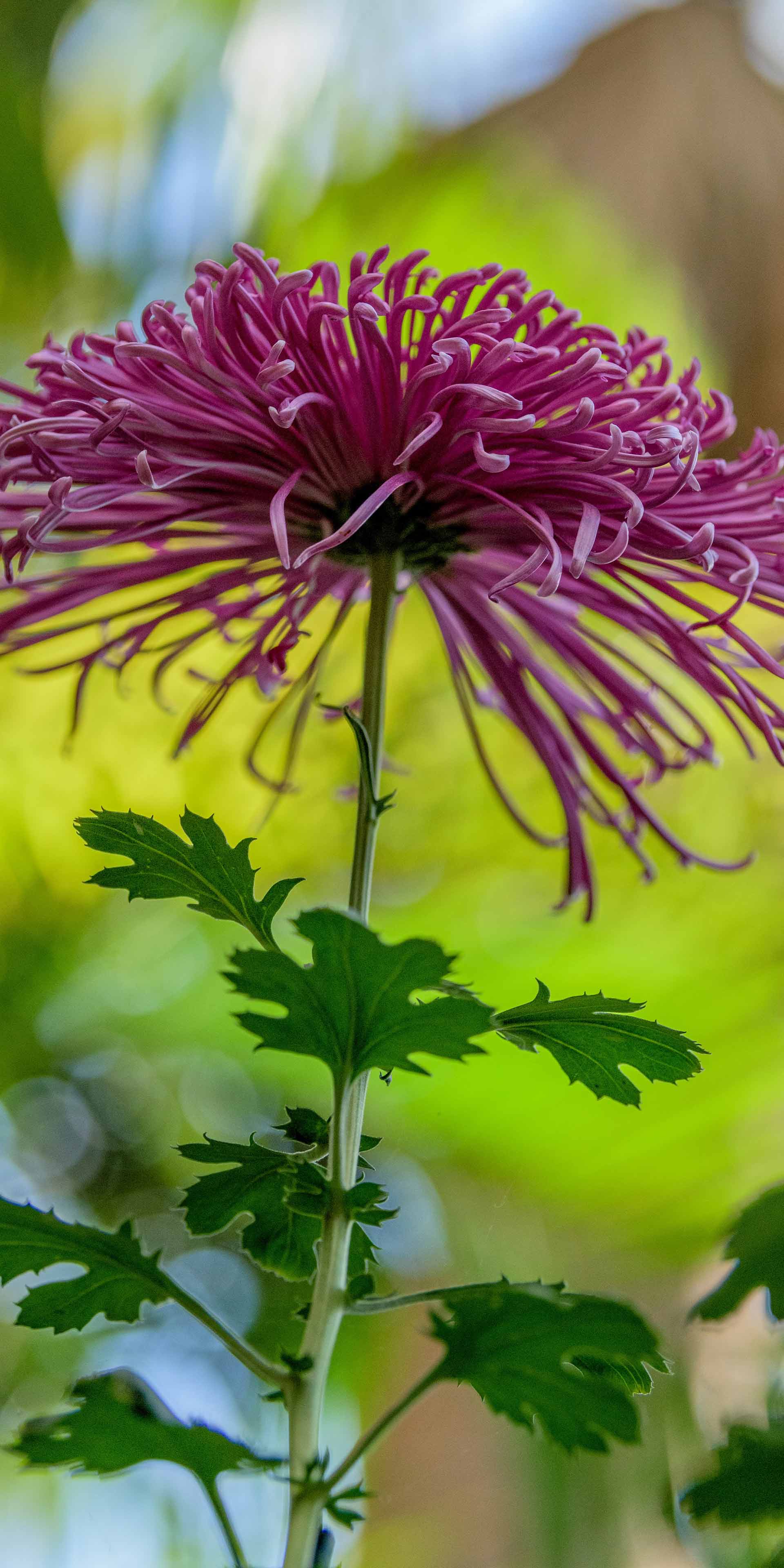 Passion Flower - HD Wallpaper 