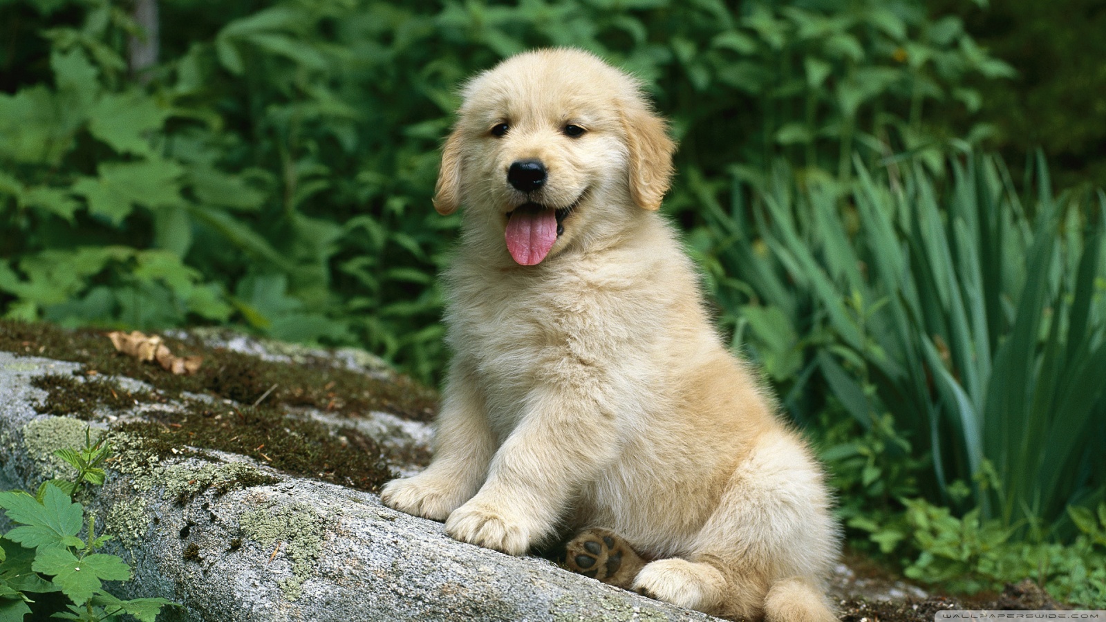 Golden Retriever Full Hd - HD Wallpaper 