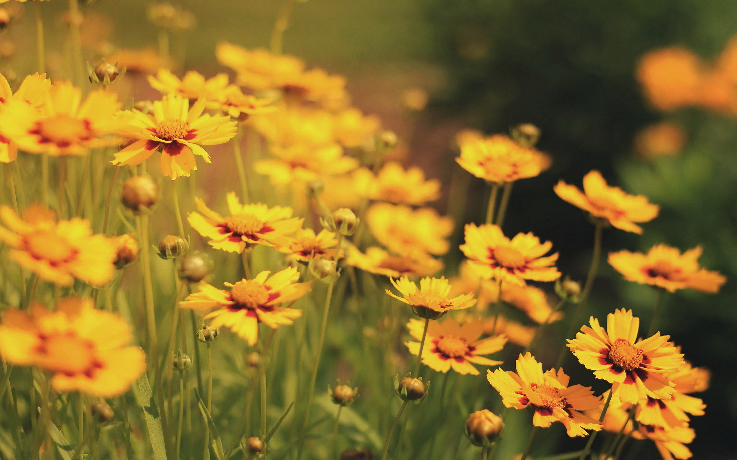 Yellow Flowers Field - HD Wallpaper 