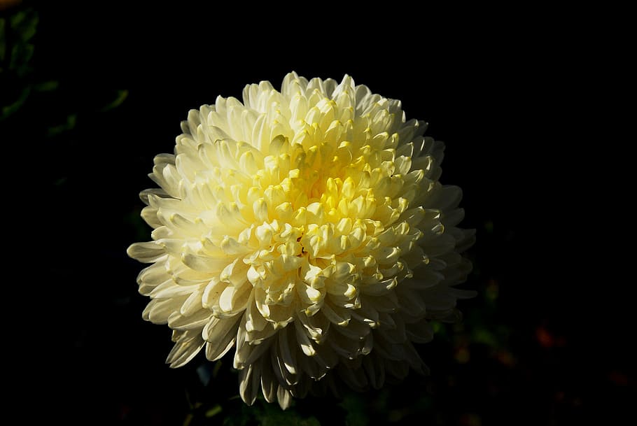 Chrysanthemum, Autumn, Fall Flowers, Plants, Yellow - HD Wallpaper 
